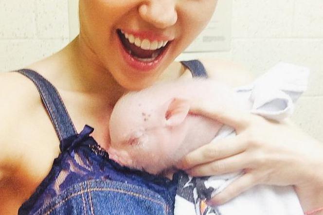 Świnia Miley Cyrus