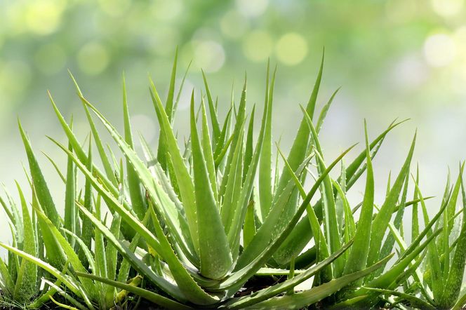 Aloes zwyczajny