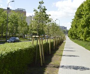 Nowe drzewa w Olsztynie. Do końca przyszłego roku przybędzie ich ponad 2800 [FOTO]