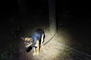 Grześ skazany na śmierć w męczarniach. Bestia przywiązała go do drzewa! Błagamy o pomoc