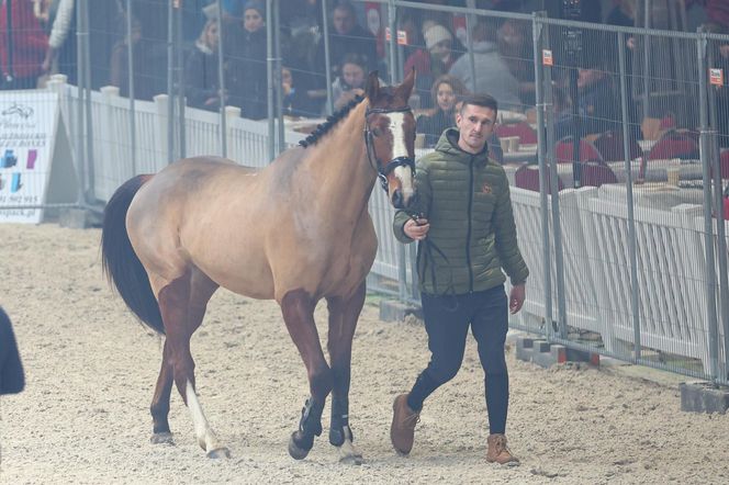 Czempionat Koni Ras Szlachetnych i Pokaz Ogierów Hodowlanych w Radzionkowie