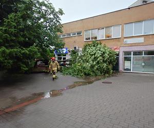 Powalone drzewo po burzy