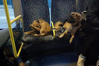 Pasażerka poskarżyła się na psy i dzieci w autobusie