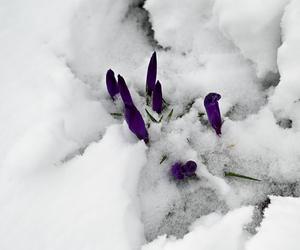 Śnieżny Szczecin 