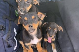 Szczeniaki porzucone na polu niedaleko Jarocina