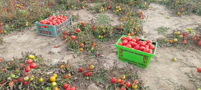 Samozbiory pomidorów na plantacji w Niewirkowie cieszą się powodzeniem