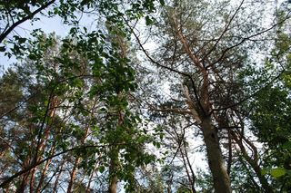 Tragedia w lesie w woj. lubelskim