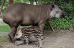 Oto bulwa - mały tapirek, który urodził się w poznańskim zoo