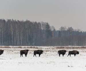  Najlepsze zimowe atrakcje turystyczne w Polsce. Te miejsca nigdy nie śpią! [ZDJĘCIA]