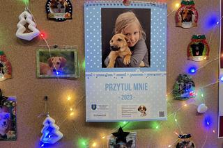 Charytatywne kalendarze dla schroniska dla zwierząt w Nowym Sączu