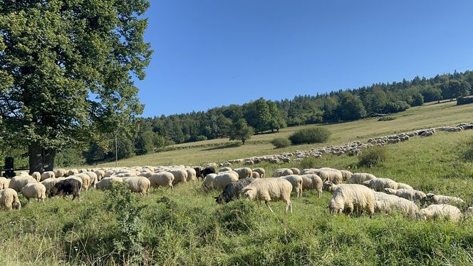 Łemkowie w Małopolsce. Ślady zostawione wszędzie