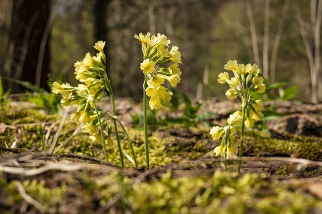 Pierwiosnek lekarski (Primula officinalis, syn. Primula veris)