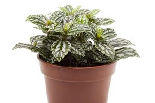 Pilea Cadiera - Pilea cadierei