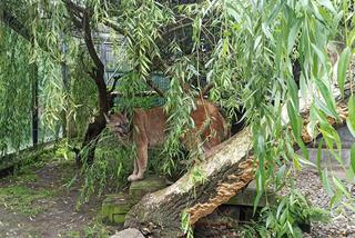 Puma Nubia na razie zostanie w chorzowskim ZOO. Zestresowane zwierzę tęskni za opiekunem [ZDJĘCIA, WIDEO]