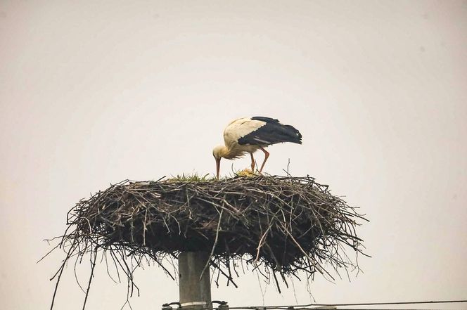 Koniec bocianich wakacji! Ornek pędził do Polski, aby uwić gniazdko dla ukochanej