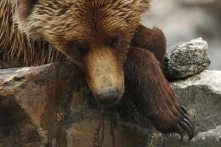 Niedźwiedzie w Białymstoku zwariowały! Nie chcą zapaść w zimowy sen