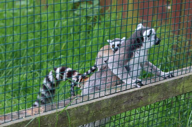 Pomysł na wycieczkę niedaleko Lublina? Zoo w Wojciechowie to idealny kierunek!