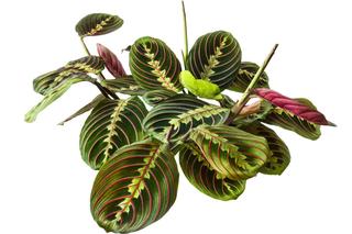 Maranta leuconeura