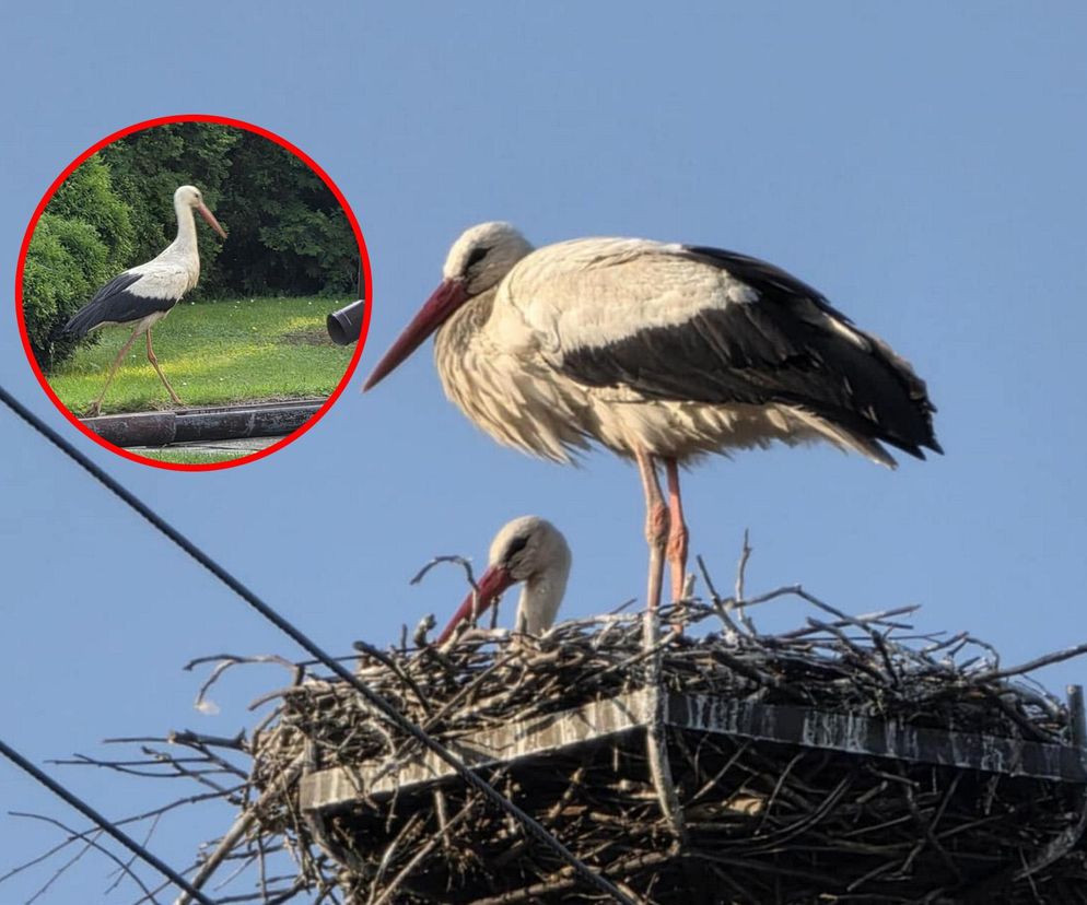 Kajtek bocian podwórkowy