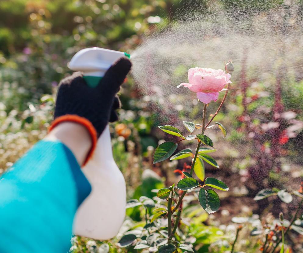 Jak zwalczać mączniaka w róży domowym sposobem? Przygotuj oprysk z sody