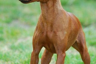 Rasy psów dla każdego! Najlepiej czują się w mieszkaniu