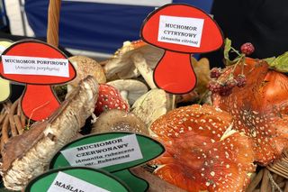 Grzybowe święto w Lublinie. Plac Litewski zamienił się w las pełen grzybów.