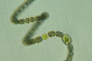 Katastrofa ekologiczna pomiędzy Piłą a Zelgniewem! Woda w jeziorze Wapieńskim skażona