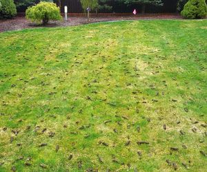 Czarne plamy na trawniku [Porada eksperta]