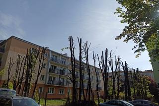 Drzewa przy Kosmowskiej zostały ogołocone. Będą kary