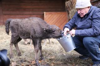 Mały żubr z Pszczyny został odrzucony przez stado. Zamieszkał więc... z owieczką