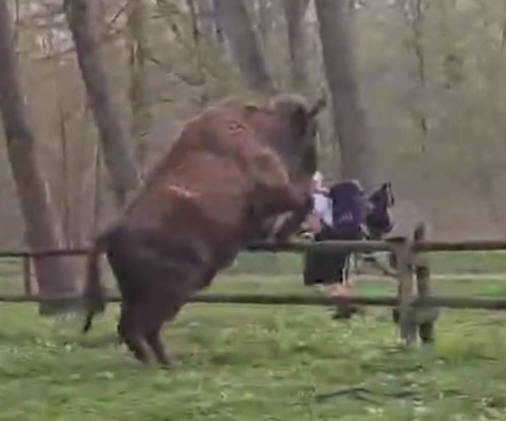Podlaskie. Atak żubra na turystę. Wszystko się nagrało [WIDEO]