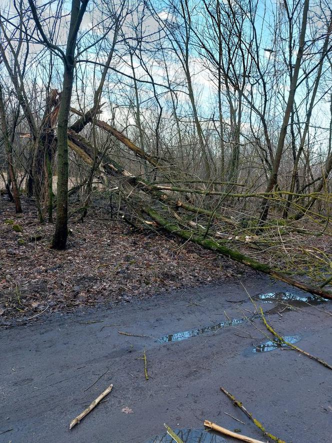 Wichura znów narobiła szkód w Lesznie i powiecie