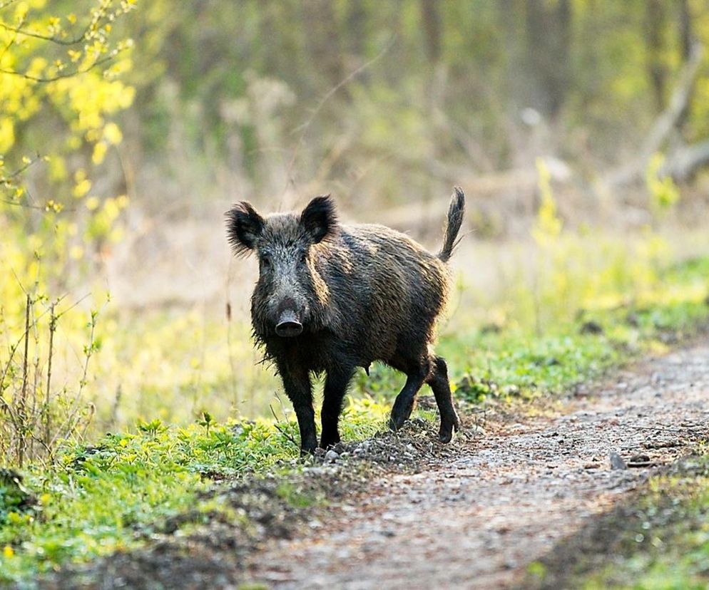 W tym małopolskim lesie polowali niegdyś polscy królowie. Dziś słynie z hodowli [GALERIA]