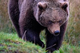 Niedźwiedzie na terenie szkół i przedszkoli? To rzeczywistość bieszczadzkiej gminy Solina