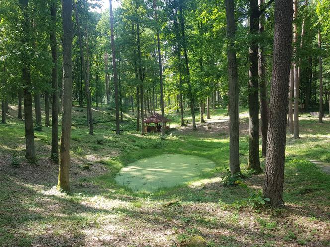 Leśne Arboretum Warmii i Mazur w Kudypach