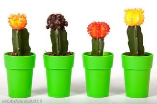 Kaktusy kwitnące