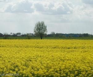 Kto może kupić ziemię rolną.  Limity powierzchni i wymagania wobec nabywcy