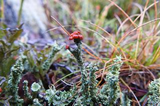 Leśne dziwadła z Karkonoszy. Wyglądają jak z innej planety!