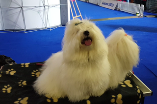 ​Psia elita w Lesznie. W hali Trapez odbyła się XXIV wystawa Champion of Champion's Show