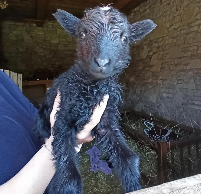 Radosny dzień w Muzeum Wsi Radomskiej! 