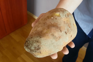 Ziemniak gigant z Małopolski