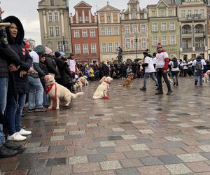 Golden Retriever WOŚP w Poznaniu