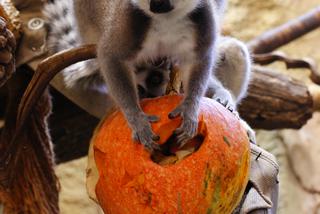 Halloween w łódzkim zoo