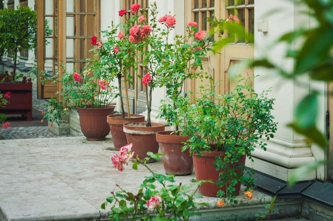 Róże na balkon i taras