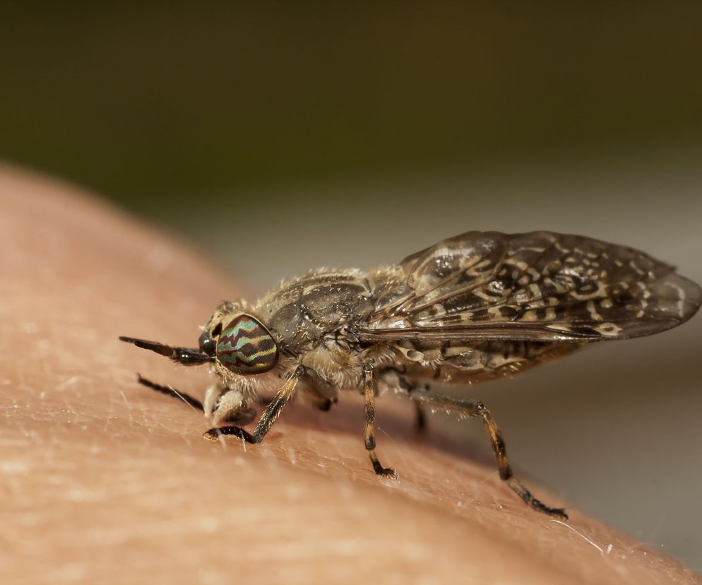 Ukąszenia końskiej muchy są bardzo bolesne.