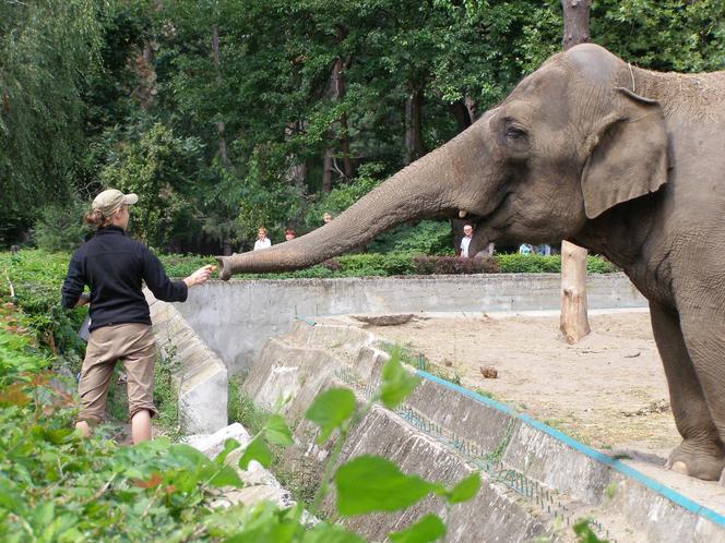 ZOO Wrocław - bilety, cennik 2023, godziny otwarcia. Jak dojechać? Mapa, parking