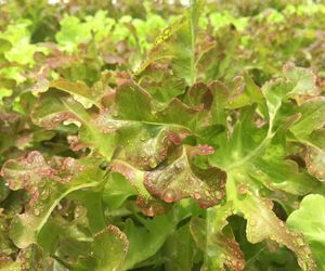 Sałata dębolistna: właściwości, wartość odżywcza, zastosowanie kulinarne