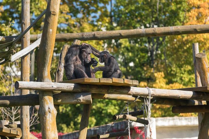 Warszawa Miejski Ogrod Zoologiczny