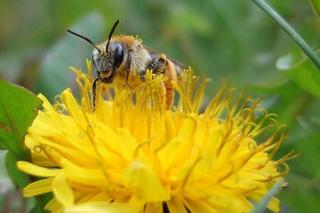 Pyłek pszczeli to niezwykły lek dla ludzi. Zobaczcie, jakie ma cenne właściwości!