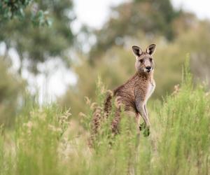 Wielka obława na... kangura! W akcji dron, mówią o zagrożeniu dla ludzi